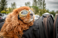 A Riding Companion