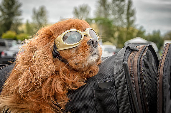 A Riding Companion