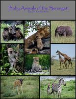 Baby Animals of the Serengeti