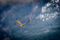 Skagit Hawk