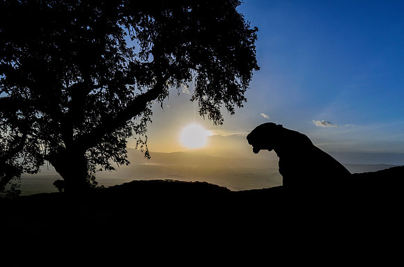 Lion Sunset