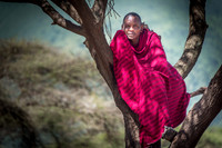 Masai Man in a Tree