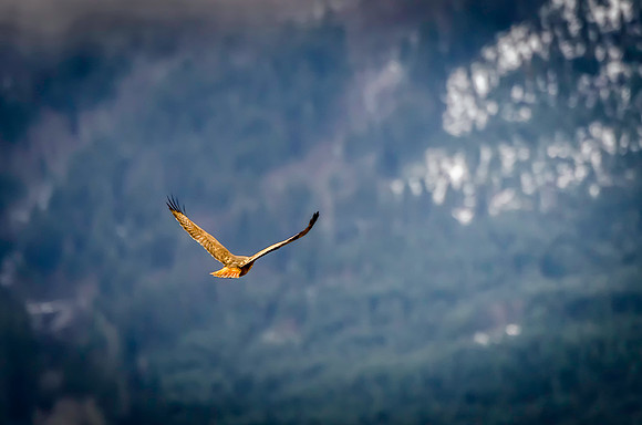 Skagit Hawk