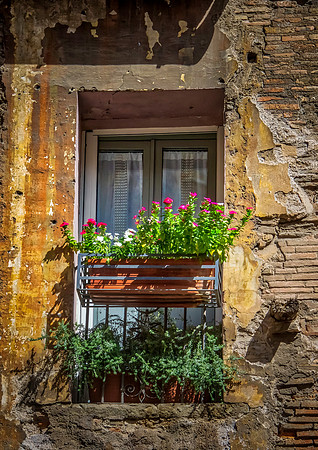 Flowerpot in an Old Italian Apartment