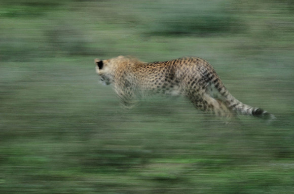 Chetah Chasing