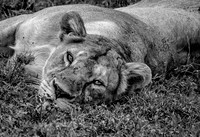 Lioness Laying
