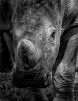 Rhino