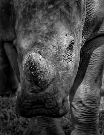 Rhino