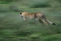Cheetah Chasing