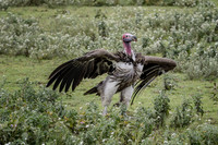 Vulture Showing His Stuff