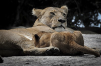 Nursing Cub