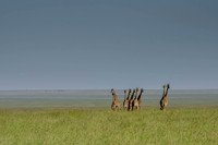 Giraffe in the Serengeti