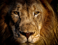 Lion up Close