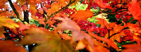 SeattleLeaves
