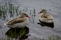 Tanzania Ducks
