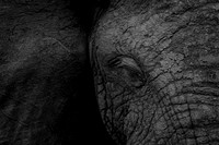 Bull Elephant