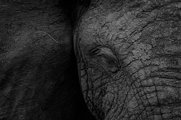 Bull Elephant