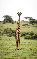Lone Giraffe