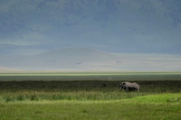 Lone Elephant in the Ngorogoro Crater