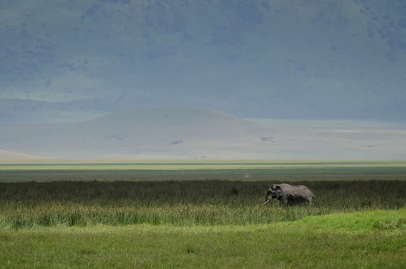 Lone Elephant in the Ngorogoro Crater