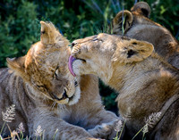 Cubs Grooming