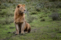 Regal